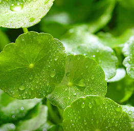 Centella Asiatica extract