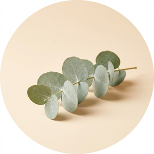 Eucalyptus